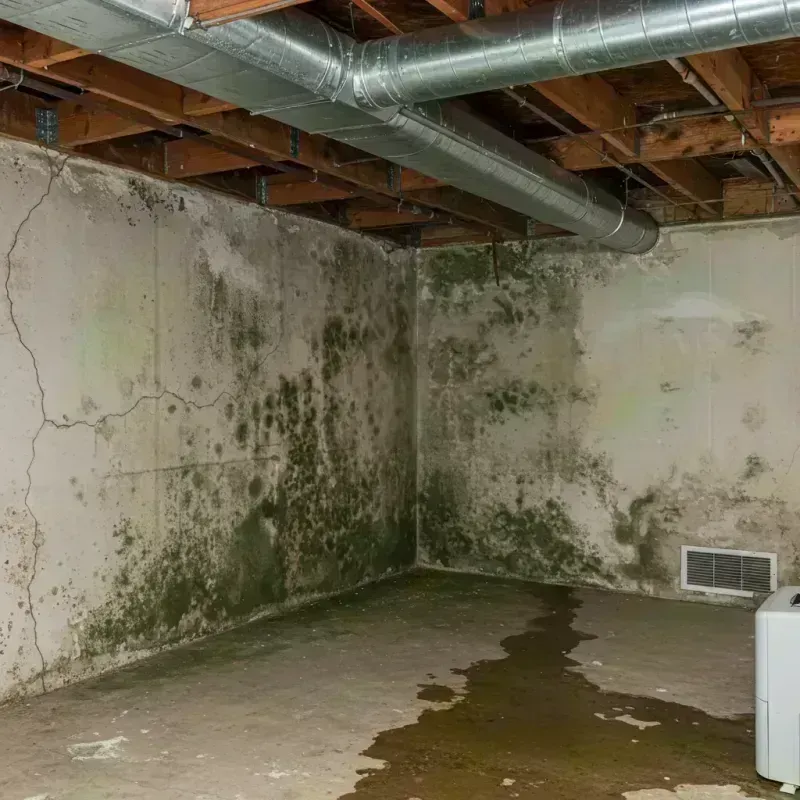 Professional Mold Removal in Creve Coeur, MO